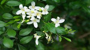 Maybe you would like to learn more about one of these? Kemuning Tidak Sekadar Harum Greeners Co