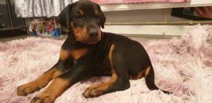 Arlo is on meds for his heartworm positive condition. Doberman Pinscher Puppies For Sale Doberman Pinscher Dogs For Adoption