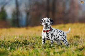 Dalmatian Puppies And Over Exercising Pets4homes