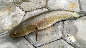 Pemeliharaan ikan hias bukan untuk dikonsumsi.kehadiran di dalam ruangan akan menjadi salah. Tak Disangka Ini 5 Manfaat Ikan Gabus Untuk Kesehatan