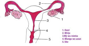 Sehemu hii ikibonyezwa na kuchezewa ipasavyo mwanamke anaweza akapiz mara mbili au zaidi. Shule Direct