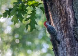 Check spelling or type a new query. Woodpecker Down What Happens When A Bird Hits The Window