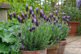 It has small dark berries after flowering. Perennials For Containers Bbc Gardeners World Magazine