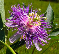 Pin On Reviving The Pineal Gland