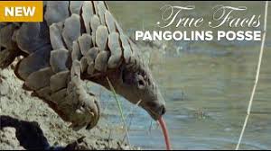 Pangolins are solitary creatures, and are mostly nocturnal, according to the world wildlife fund. True Facts Pangolins Posse Youtube