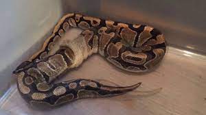 If a snake is not growing or is not eating well, it may shed as infrequently as two to three times per year. Ball Python Shed One Piece Youtube