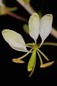 Image result for Cleome aculeata