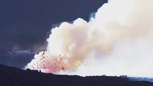 Image result for Isoglossa vulcanicola