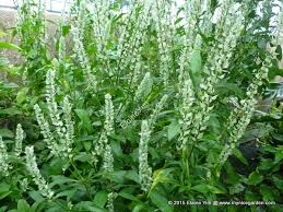 Image result for Justicia betonica