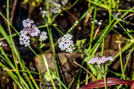 Image result for Denekia