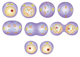 We did not find results for: Mitosis Advanced Ck 12 Foundation