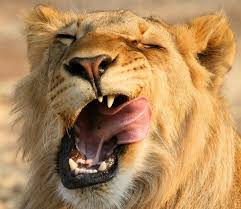 pin on otkrytki frazy