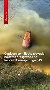 Capivara com flecha cravada no corpo é resgatada na Represa Guarapiranga, Zona Sul de SP