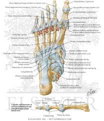 Foot muscles anatomy, function & diagram body maps. Tendon Insertions And Ligaments Of Sole Of Foot Ligaments And Tendons Of Foot Plantar View