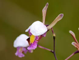 Image result for Eulophia caricifolia