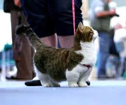  Mengenal Kucing Persia Jual Kucing Munchkin Murah Harga Kucing Munchkin British Shorthair Persia Peaknose Anggora Ragdoll Munchkin Cat Wtf Fun Facts Fun Facts