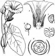 Image result for Convolvulaceae