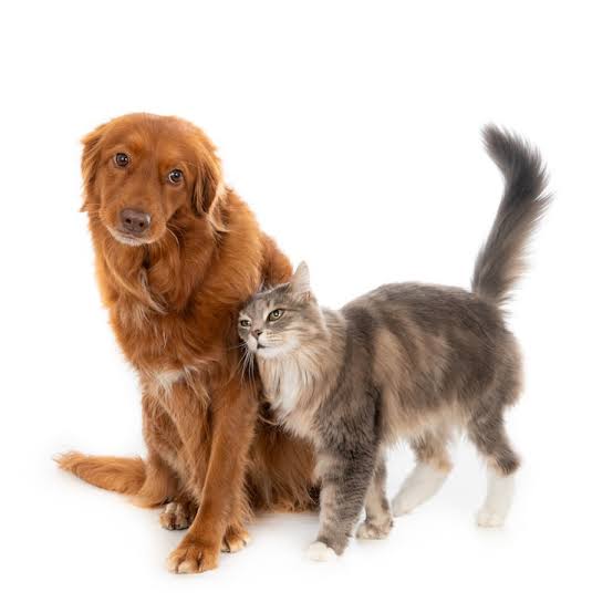 Happy pet owner with a healthy dog