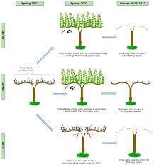 Image result for grape pruning
