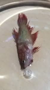 Female Betta Chasing Alot Betta Fish Forum 368791