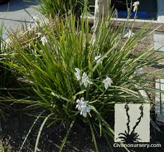 Image result for Moraea niassensis