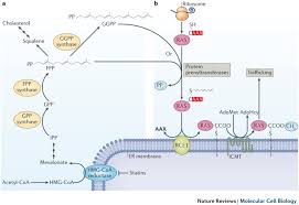 6000 jpy cost 55.45 usd (same exchange rate) week ago: Protein Prenylation Unique Fats Make Their Mark On Biology Nature Reviews Molecular Cell Biology