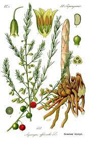 How To Find Wild Asparagus Botanical Illustration Antique Botanical Print Botanical Prints