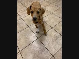 Learn more about rescue ridge, a pet rescue organization we support. Pet Adoption In The Alsip Crestwood Area New Pets Added This Week Alsip Il Patch