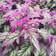 Image result for Gynura