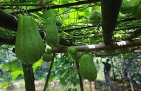 Maybe you would like to learn more about one of these? 5 Cara Menanam Labu Siam Untuk Hasil Buah Maksimal