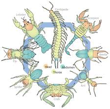 Arthropod Structure And Function Advanced Ck 12 Foundation