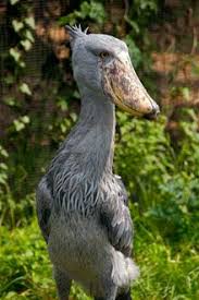 Big Bird With Large Beak Page Not Found Houston Zoo Shoebill Shoebill Stork Houston Zoo