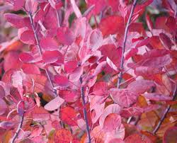 It is included in an evolving list of plants carefully researched and chosen by rhs experts. Cotinus Coggygria Lilla Jm51 Decidous Trees And Shrubs Assortment Shop Kordes Jungpflanzen