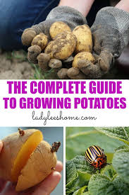 Typically, the recommended width is 80x35.if you plant more often to plant the potatoes must germinate down, under the bubble will remain a layer of loose soil, then the bush will come out scattered, will be well. The Complete Guide To Growing Potatoes Lady Lee S Home