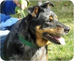 Describe exactly what you're looking for in a australian shepherd, and ask for assistance in selecting a puppy. Eugene Or Doberman Pinscher Meet Jeremy A Pet For Adoption