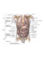 It consists of the 12 pairs of ribs with their costal cartilages and the sternum. Internal Organs Of Human Body Thoracic Cage Anatomy Rib Cage Internal Organs Of Human Body Thoracic Course Hero