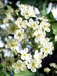 Image result for Thesium wilczekianum