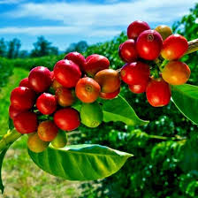 Image result for Coffea