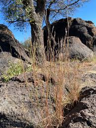 Image result for Schizachyrium sanguineum