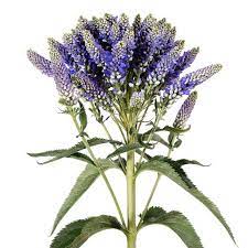 Home Growing Flowers Veronica Fountain