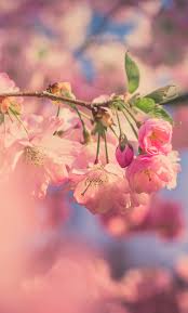 Cherry Blossom Spring Wallpaper Iphone Total Update