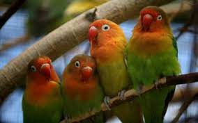 Lovely Birds Desktop Nexus Wallpapers Bird Wallpaper Parrot Birds Wallpaper Hd