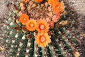 The stems start out very small, but can quickly grow in thickness and height as they age. Desert Cacti Cactus Garden The Sonoran Desert With Child Friendly Facts