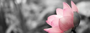 Black And White Flower Facebook Cover Photos Lotus On Black And White Facebook Cover Photos Flowers Facebook Cover Photos Facebook Cover Images