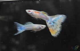 Guppy S Lebistes Panosundaki Pin