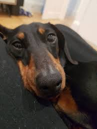 Dog or cat sitting with a host family in australia. Available Dogs Dachshund Rescue Australia Dachshund Clever Dog Dachshund Breed Long Haired Dachshund