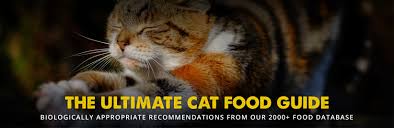 The 8 Best Cat Food Reviews From Our Insanely Huge Food