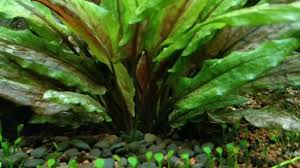 It was described by dutch botanist hendrik de wit in honour of aquarium hobbyist and writer albert wendt. Cryptocoryne Wendtii Green Gecko Youtube