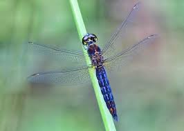 Image result for Cyperus aterrimus