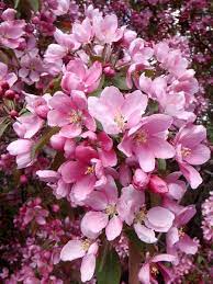 Our field grown material includes a large selection of evergreens and zone hardy deciduous. Thunderchild Flowering Crab For Sale Treetime Ca